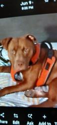 Lost Male Dog last seen Dk, Albuquerque, NM 87109