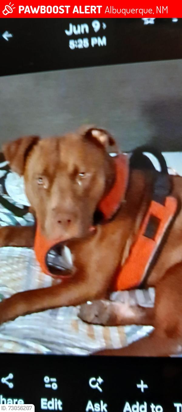 Lost Male Dog last seen Dk, Albuquerque, NM 87109