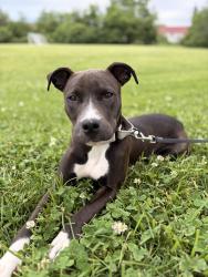 Lost Female Dog last seen Paptapsco , Baltimore, MD 21230