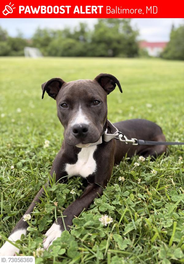 Lost Female Dog last seen Paptapsco , Baltimore, MD 21230