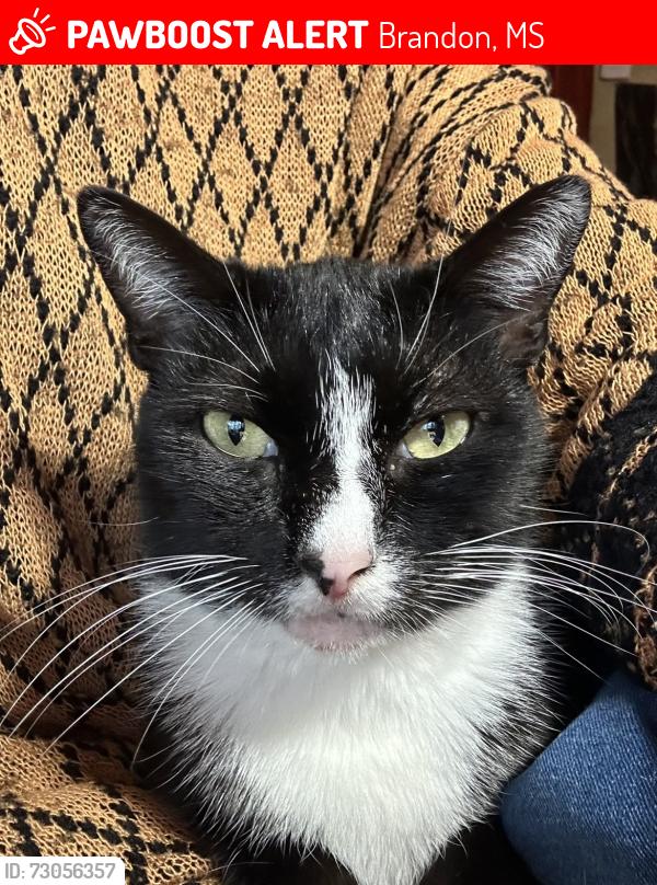 Lost Male Cat last seen Audubon Point, Spillway rd, Brandon, MS 39047