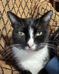 Lost Male Cat last seen Audubon Point, Spillway rd, Brandon, MS 39047