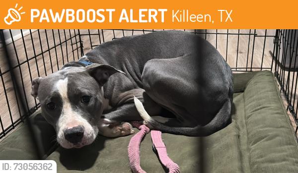 Found/Stray Female Dog last seen Palo Alto middle school, Killeen, TX 76542