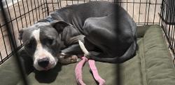 Found/Stray Female Dog last seen Palo Alto middle school, Killeen, TX 76542