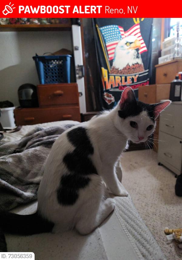 Lost Female Cat last seen Lemmon Drive, Reno, NV 89506