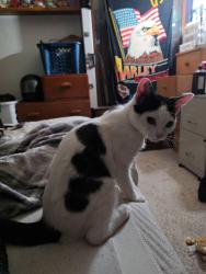 Lost Female Cat last seen Lemmon Drive, Reno, NV 89506