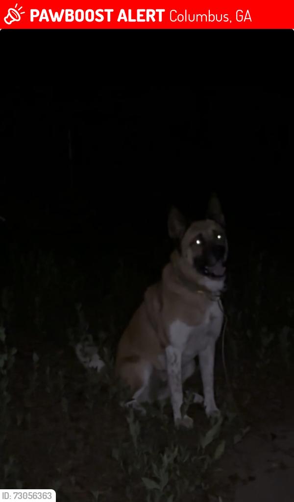 Lost Female Dog last seen Fox Elementary School, Columbus, GA 31904