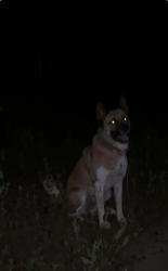 Lost Female Dog last seen Fox Elementary School, Columbus, GA 31904
