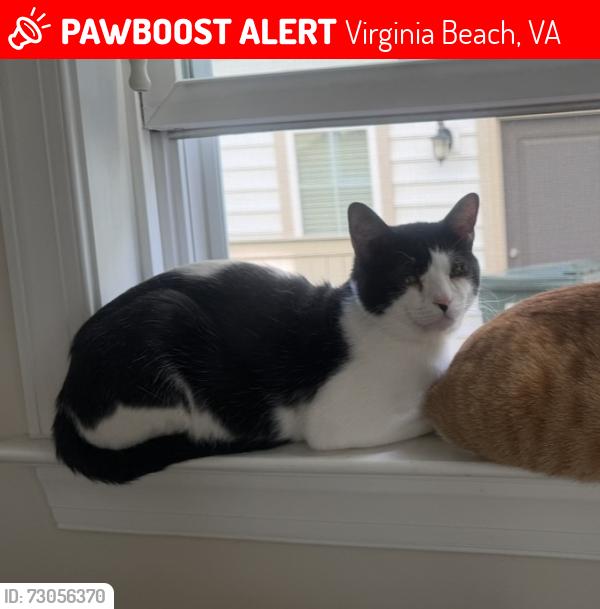 Lost Male Cat last seen Archstone Drive, Virginia Beach, VA 23456