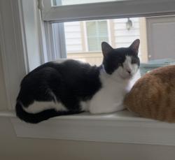Lost Male Cat last seen Archstone Drive, Virginia Beach, VA 23456