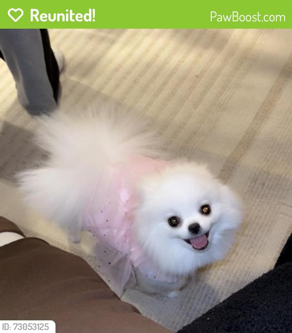 Reunited Female Dog last seen Emerald st , Philadelphia, PA 19134