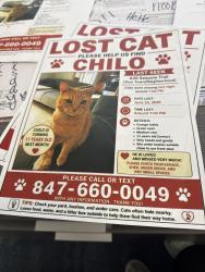 Lost Male Cat last seen Sequoia Trail, Roselle, IL 60172