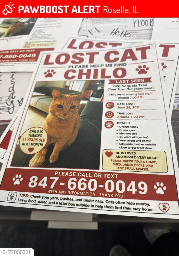 Lost Male Cat last seen Sequoia Trail, Roselle, IL 60172