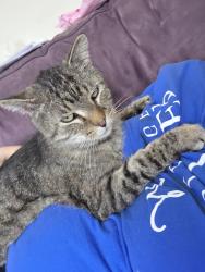Lost Male Cat last seen Des Moines Golf & Country Club, West Des Moines, IA 50266