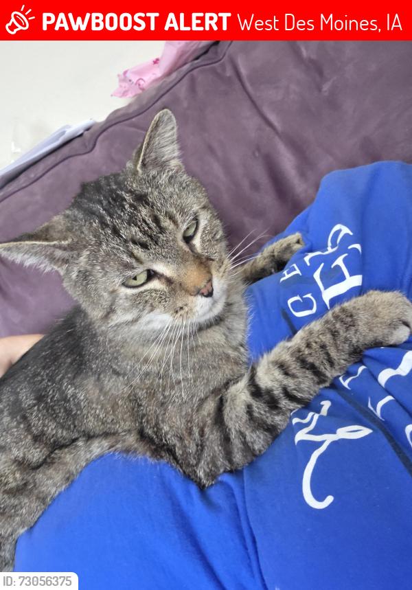 Lost Male Cat last seen Des Moines Golf & Country Club, West Des Moines, IA 50266