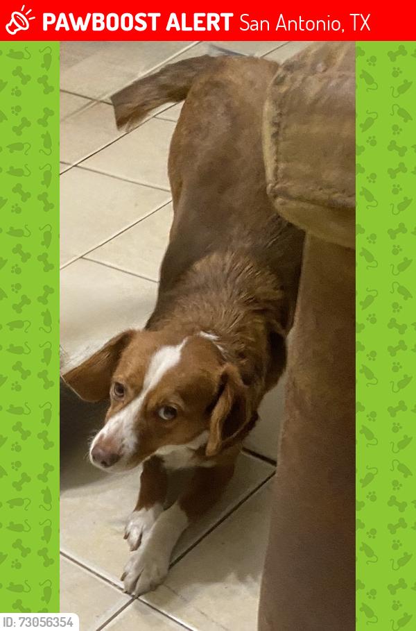 Lost Male Dog last seen Crestfield and Shady Grove, San Antonio, TX 78227