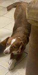 Lost Male Dog last seen Crestfield and Shady Grove, San Antonio, TX 78227