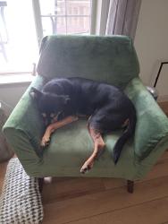 Reunited Male Dog last seen Near Weisstown Rd, Boyertown , Bechtelsville, PA 19505