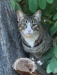 Reunited Female Cat last seen Grand Ave and Old Mill Rd, Riverside, CA 92504