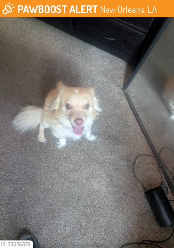 Found/Stray Male Dog last seen Chippewa and st Mary , New Orleans, LA 70130