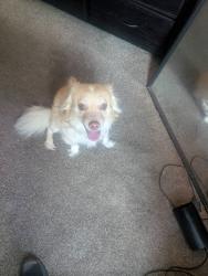Found/Stray Male Dog last seen Chippewa and st Mary , New Orleans, LA 70130