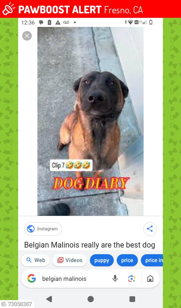 Lost Female Dog last seen Tower district Fresno California, Fresno, CA 93728