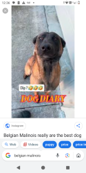 Lost Female Dog last seen Tower district Fresno California, Fresno, CA 93728