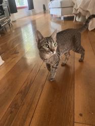 Found/Stray Unknown Cat last seen Pine, Riverside, CA 92501