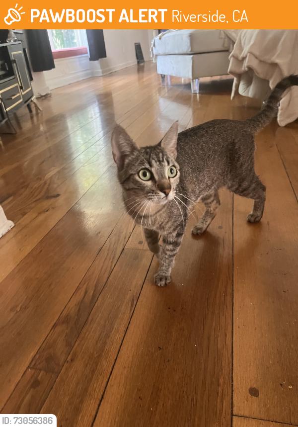 Found/Stray Unknown Cat last seen Pine, Riverside, CA 92501