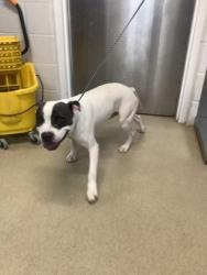 Shelter Stray Female Dog last seen Near BUFFALO CT S, East District, TX, 355 Hillshire Dr, Haslet, TX 76052, USA
