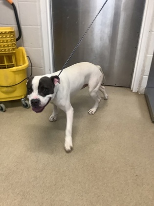 Shelter Stray Female Dog last seen Near BUFFALO CT S, East District, TX, 355 Hillshire Dr, Haslet, TX 76052, USA