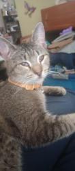 Lost Female Cat last seen Antioch rd, Pikeville, NC 27863