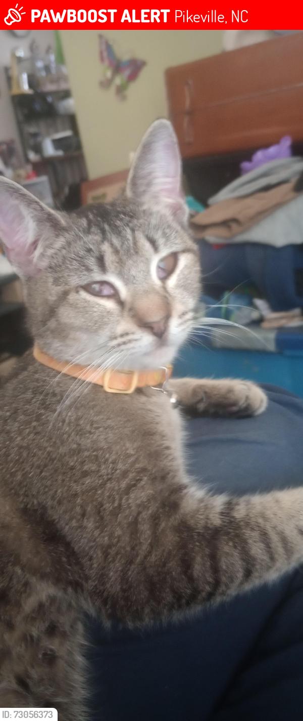 Lost Female Cat last seen Antioch rd, Pikeville, NC 27863