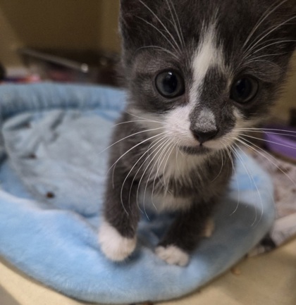 Shelter Stray Male Cat last seen Near FM 1516, Zone 4, TX, 8755 Farm to Market 1516, Converse, TX 78109, USA
