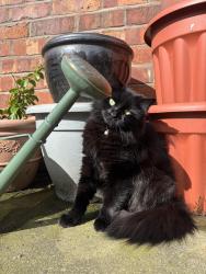 Lost Female Cat last seen Broadoak Road, Greater Manchester, England OL6 8BB