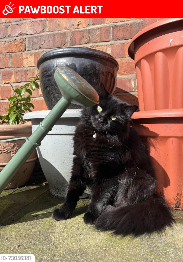 Lost Female Cat last seen Broadoak Road, Greater Manchester, England OL6 8BB