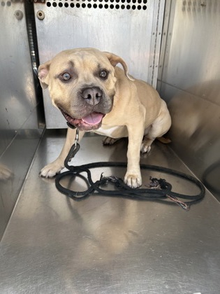 Shelter Stray Male Dog last seen Near WESTVISTA CIR, South District, TX, 355 Hillshire Dr, Haslet, TX 76052, USA