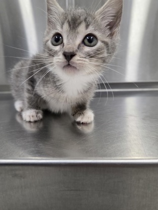 Shelter Stray Female Cat last seen Near FM 1516, Zone 4, TX, 8755 Farm to Market 1516, Converse, TX 78109, USA