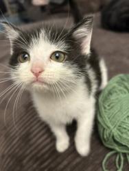 Shelter Stray Female Cat last seen Unsure., Memphis, TN, 935 Farm Rd, Memphis, TN 38134, USA