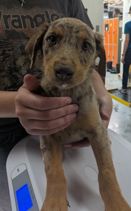 Shelter Stray Female Dog last seen , , NM, 1209 NM-314, Los Lunas, NM 87031, USA