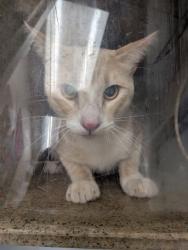 Shelter Stray Male Cat last seen Near Bonita Vista (ACO-GG), El Cerro Mission, , 1209 NM-314, Los Lunas, NM 87031, USA