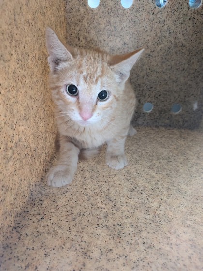 Shelter Stray Unknown Cat last seen , , NM, 1209 NM-314, Los Lunas, NM 87031, USA