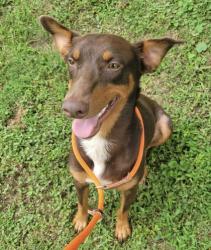 Shelter Stray Male Dog last seen Near E hill Ave ste 230, Knox County GP, TN, 3201 Division St, Knoxville, TN 37919, USA