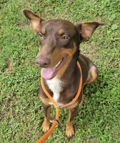 Shelter Stray Male Dog last seen Near E hill Ave ste 230, Knox County GP, TN, 3201 Division St, Knoxville, TN 37919, USA