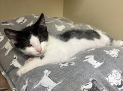 Shelter Stray Female Cat last seen Near Pennington Dr, Lithonia, GA 30038, 30038, GA, 3280 Chamblee Dunwoody Rd, Chamblee, GA 30341, USA