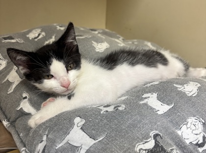 Shelter Stray Female Cat last seen Near Pennington Dr, Lithonia, GA 30038, 30038, GA, 3280 Chamblee Dunwoody Rd, Chamblee, GA 30341, USA