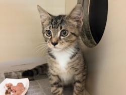 Shelter Stray Unknown Cat last seen Near Panola Rd, Stonecrest, GA 30038, 30038, GA, 3280 Chamblee Dunwoody Rd, Chamblee, GA 30341, USA