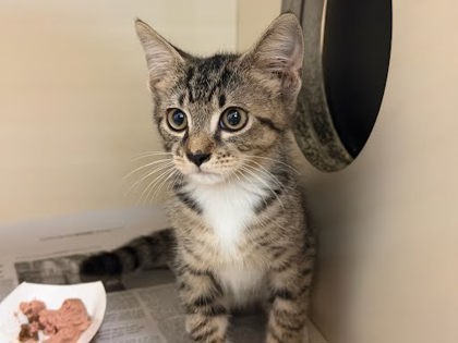 Shelter Stray Unknown Cat last seen Near Panola Rd, Stonecrest, GA 30038, 30038, GA, 3280 Chamblee Dunwoody Rd, Chamblee, GA 30341, USA