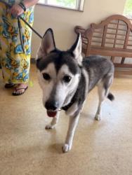 Shelter Stray Male Dog last seen Bristol Dr, Cedar Hill, TX, 1150 E Pleasant Run Rd, Cedar Hill, TX 75104, USA