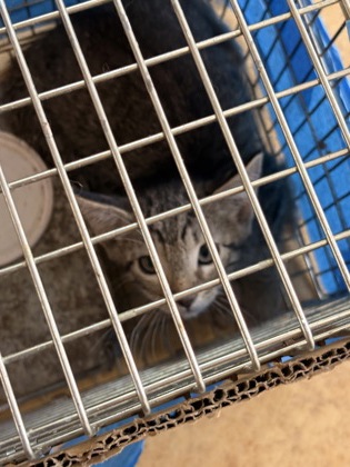 Shelter Stray Unknown Cat last seen Horne St, Duncanville, TX, 1150 E Pleasant Run Rd, Cedar Hill, TX 75104, USA